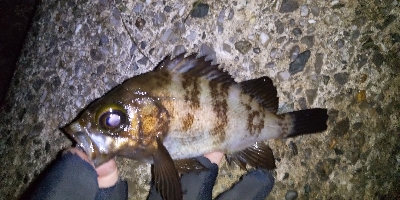 好調！？横浜アジング