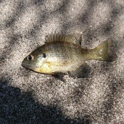 物部川 杉田ダム周辺 ギル釣り