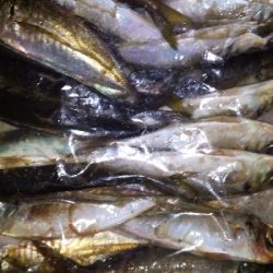 楽しいアジング