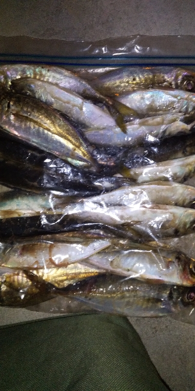 楽しいアジング