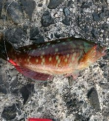 カサゴ３０センチ！