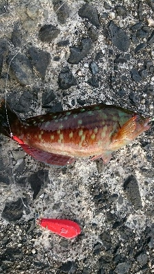 カサゴ３０センチ！