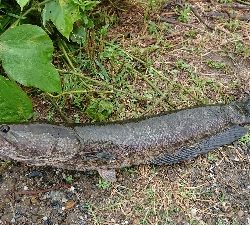 石土池 ライギョ