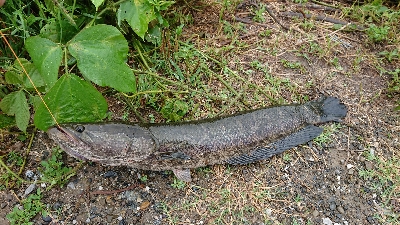 石土池 ライギョ