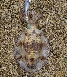 エギング釣行その37