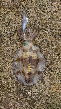 エギング釣行その37