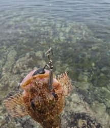 エギング釣行のハズが…