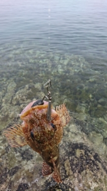 エギング釣行のハズが…