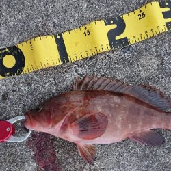 久しぶりの釣果です