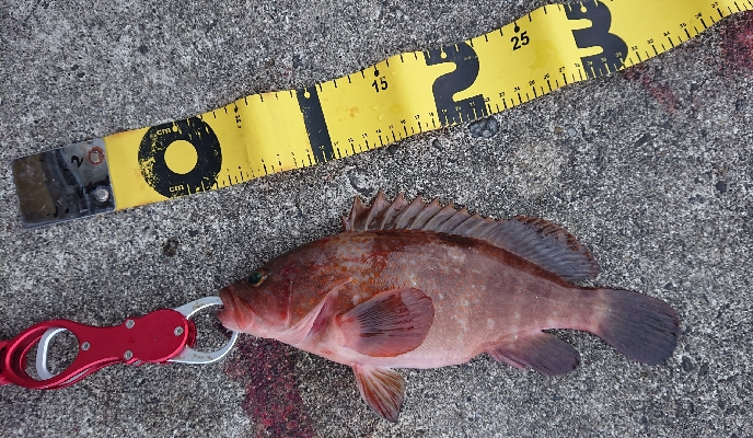 久しぶりの釣果です