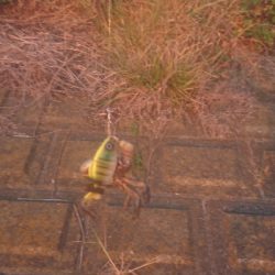 バス釣りのはずが…