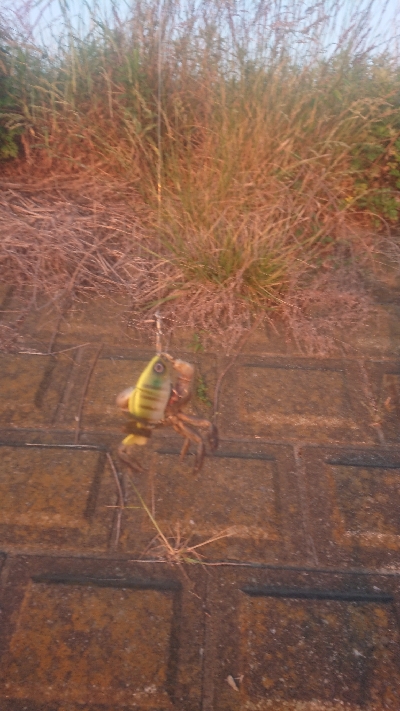 バス釣りのはずが…