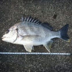 ちょい投げフィッシング