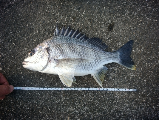 ちょい投げフィッシング