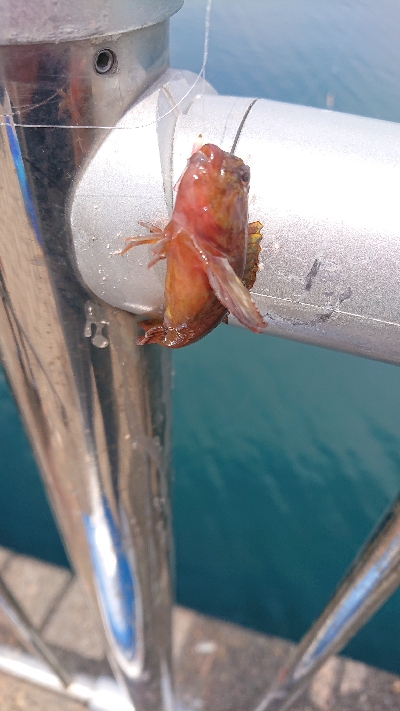 敦賀新港 サビキ偵察！