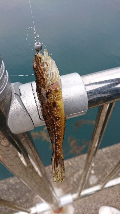 小物釣り 確認