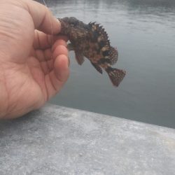 貝塚人工島水路 ガシラのみ アジ釣れず