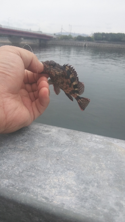 貝塚人工島水路　ガシラのみ　アジ釣れず