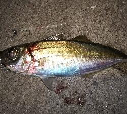 今年は…いいね