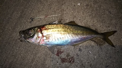 今年は…いいね