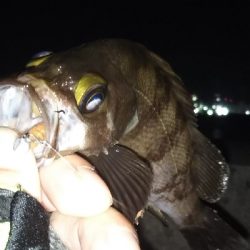 シャローハンター