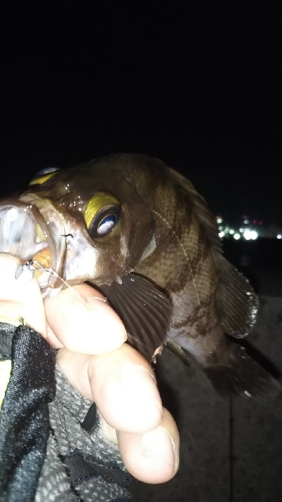 シャローハンター