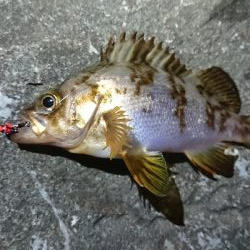 仕事終わりのメバリング