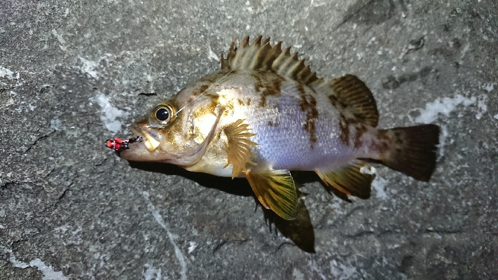 仕事終わりのメバリング