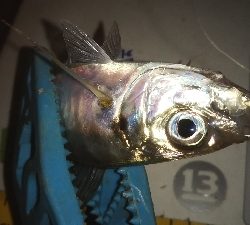 メバリングアジング