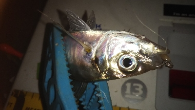 メバリングアジング