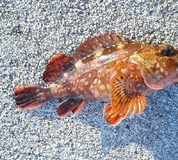 今日もカサゴのみ