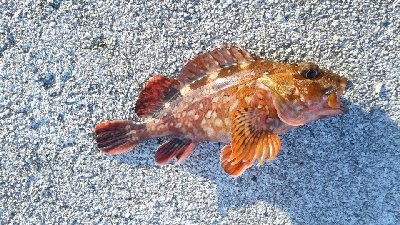 今日もカサゴのみ