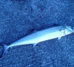 なんとかつれました。