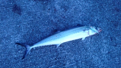 なんとかつれました。