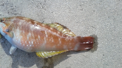 初めて立ち寄った漁港で