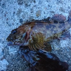 アコウ釣りたかったけど…