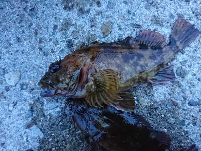アコウ釣りたかったけど…