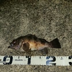 釣り部  釣行記  ３０