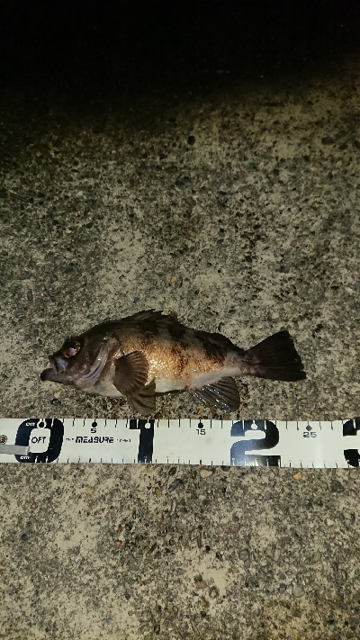 釣り部  釣行記  ３０