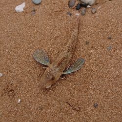 ライトゲーム&キス釣り