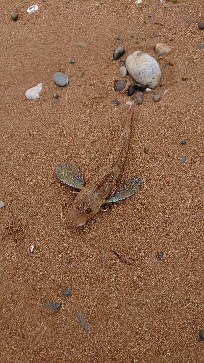 ライトゲーム&キス釣り