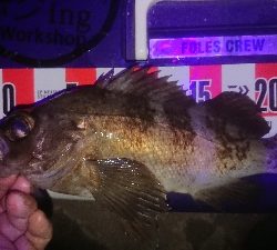 メバルロードは続くのね