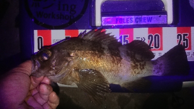 メバルロードは続くのね