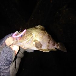 雨のメバリング