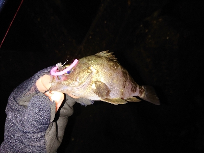 雨のメバリング