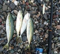 仁淀川周辺サーフ、ライトショアジギング ワカナ