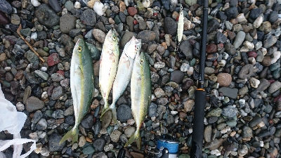 仁淀川周辺サーフ、ライトショアジギング ワカナ