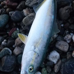 仁淀川周辺サーフライトショアジギング