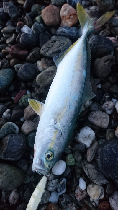 仁淀川周辺サーフライトショアジギング