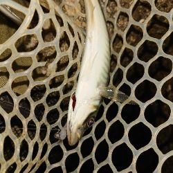 ガシラが元気でした。